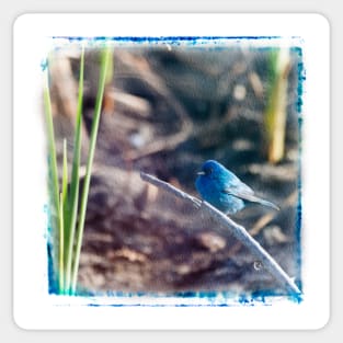 Indigo Bunting in the Spring Sticker